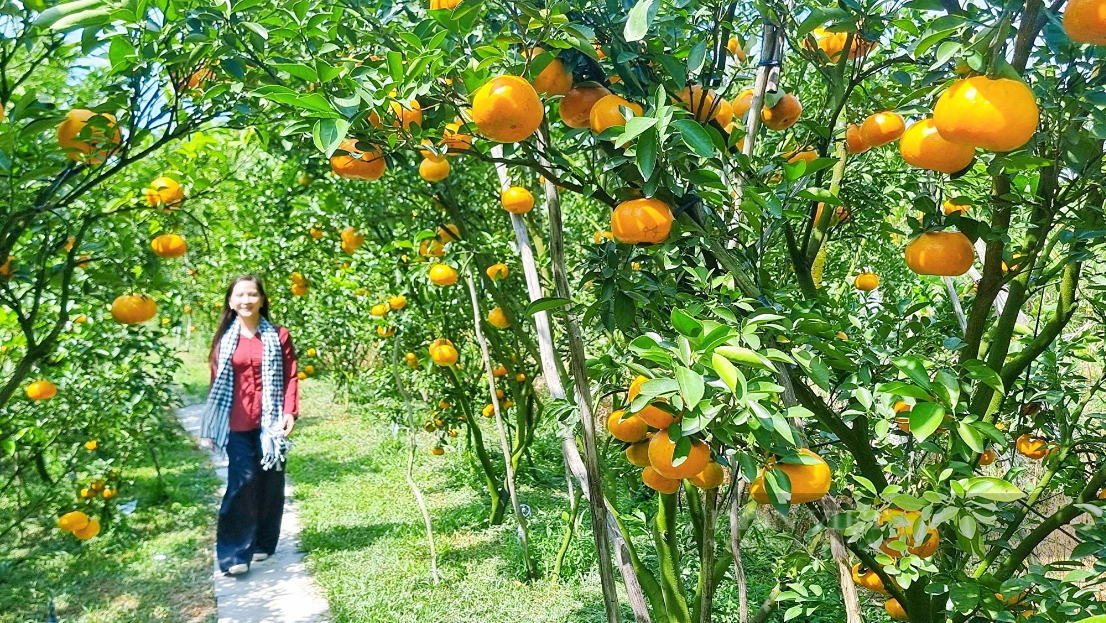 Dong Tam Fruit Farm