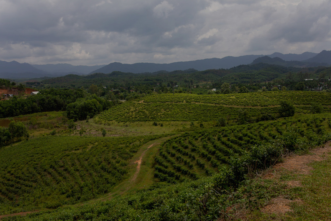Dong Giang Tea Hill