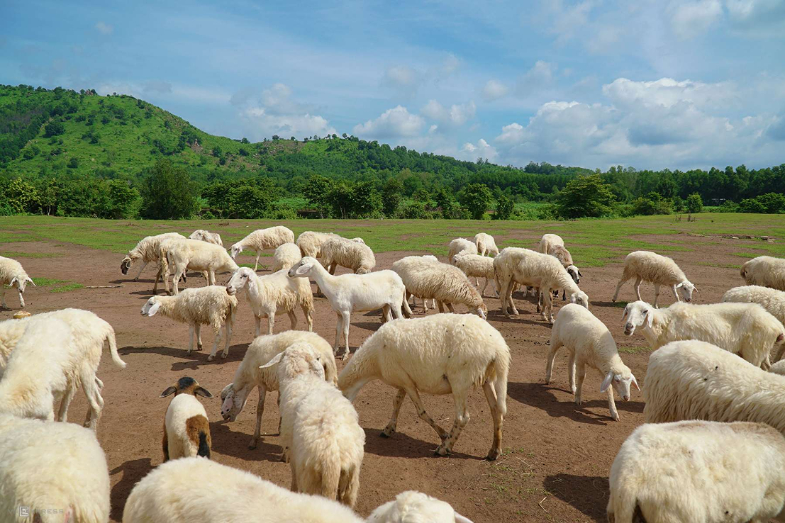 Suoi Nghe Sheep's hill