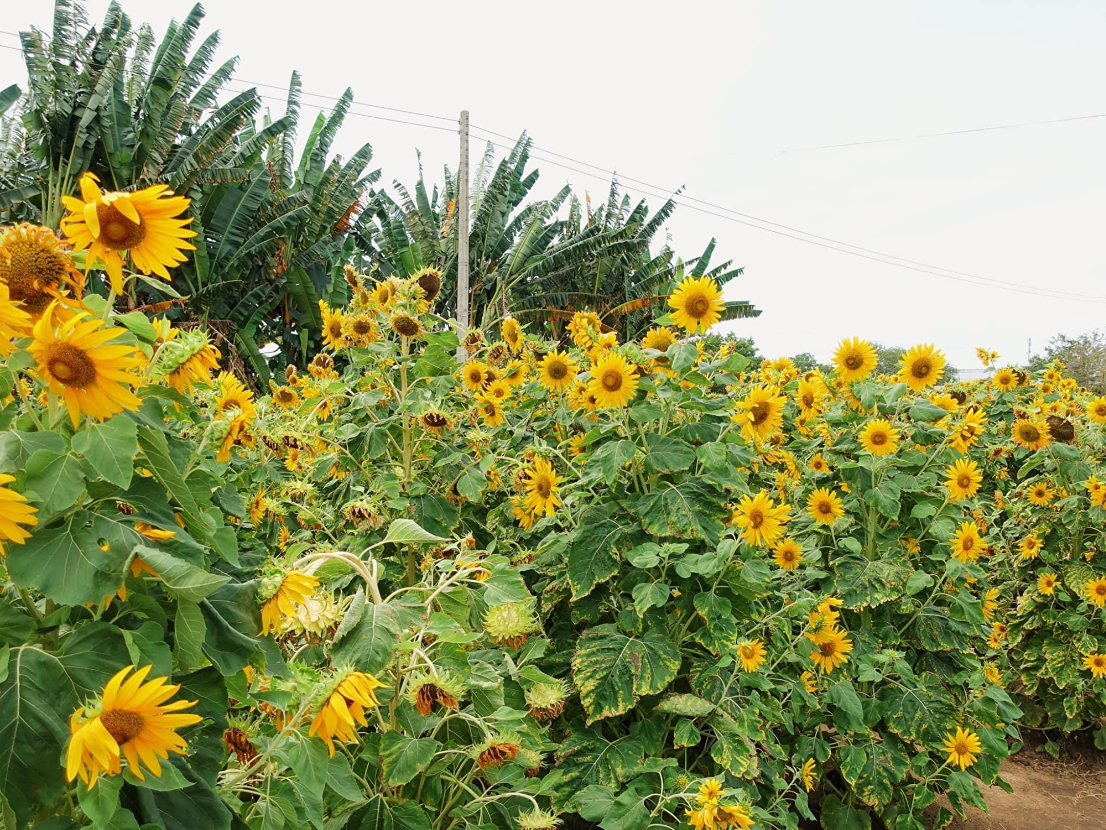 Dinh Dac Ba Ria Flower Garden