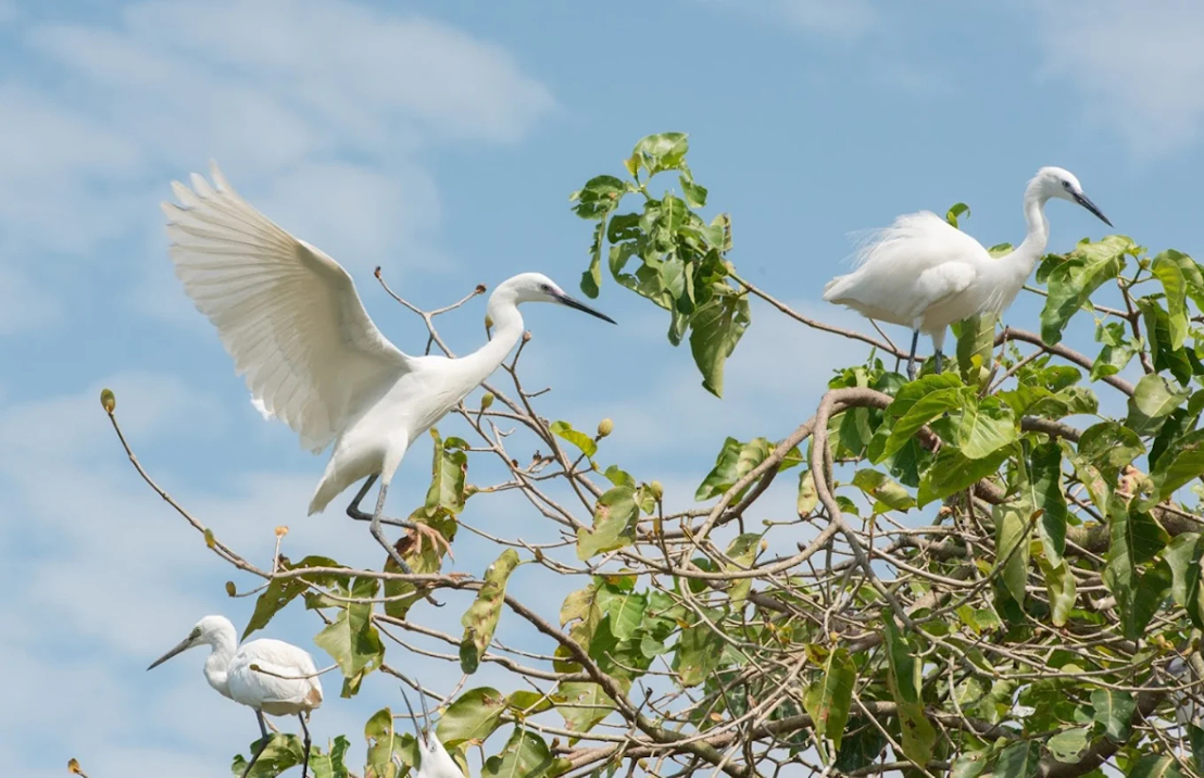 Bang Lang Stork Sanctuary