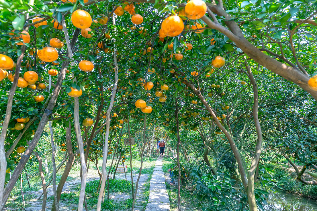 Vinh Kim Fruit Farm