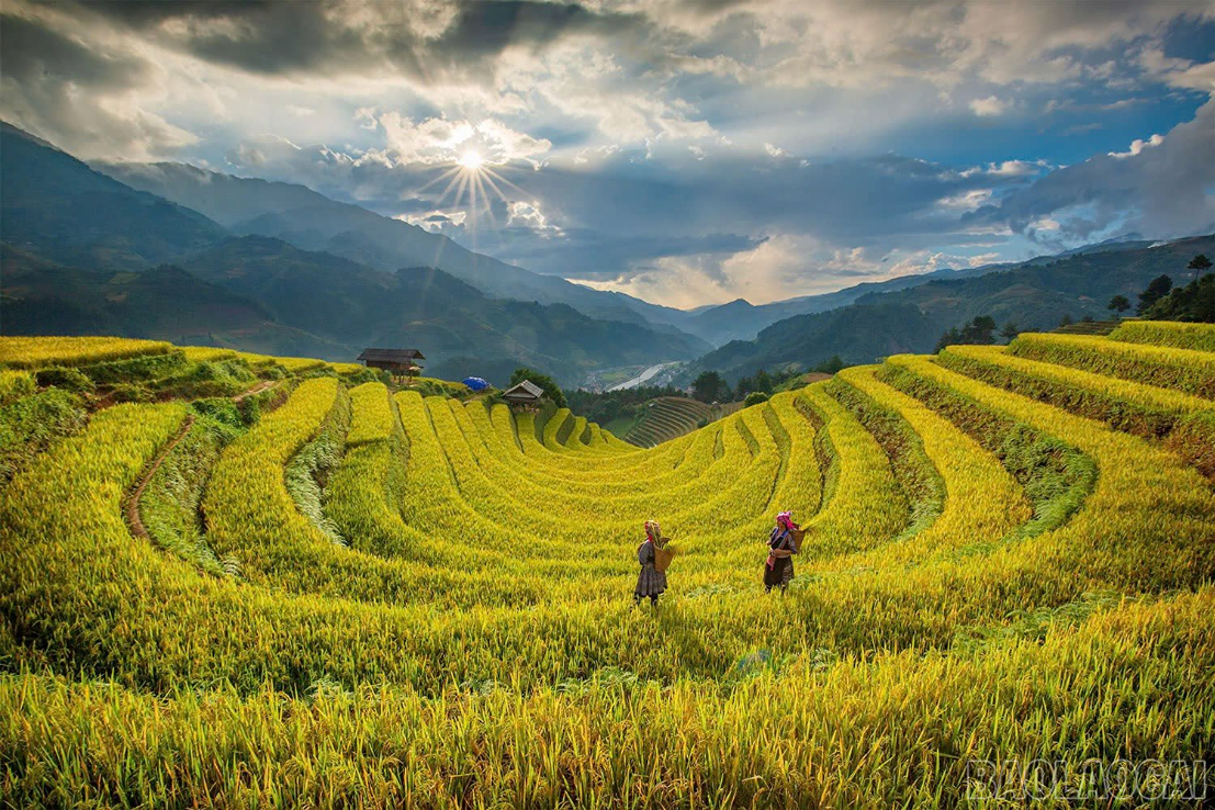 Muong Khuong Terraced Fields