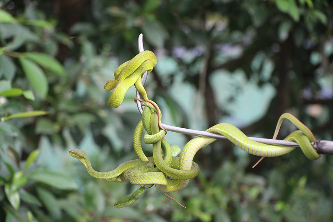 Dong Tam Snake Farm