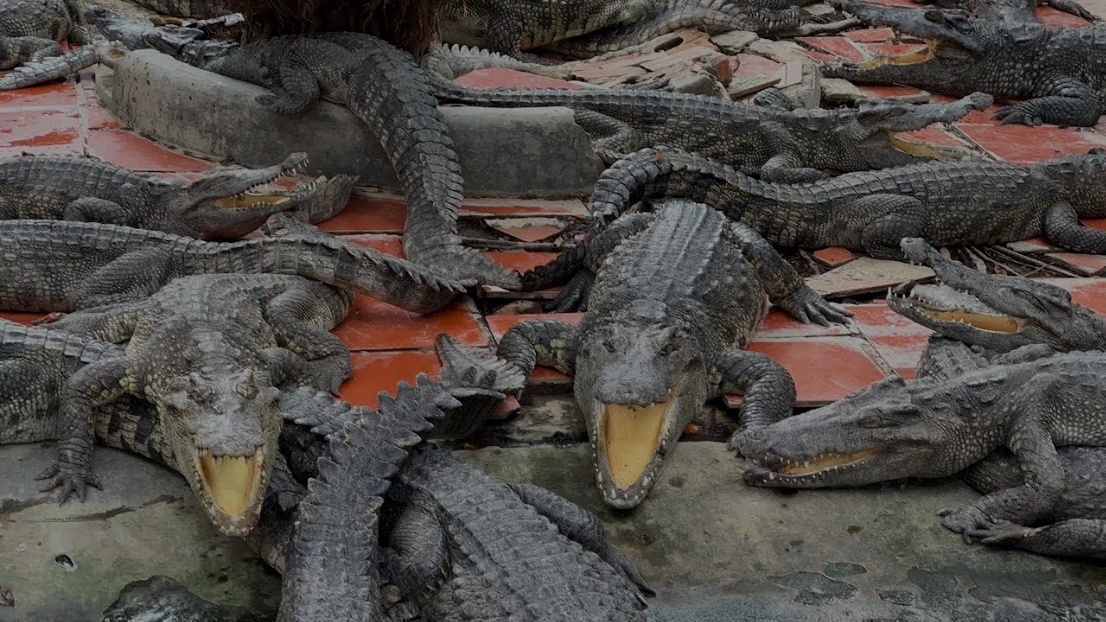 Long Xuyen Crocodile Camp