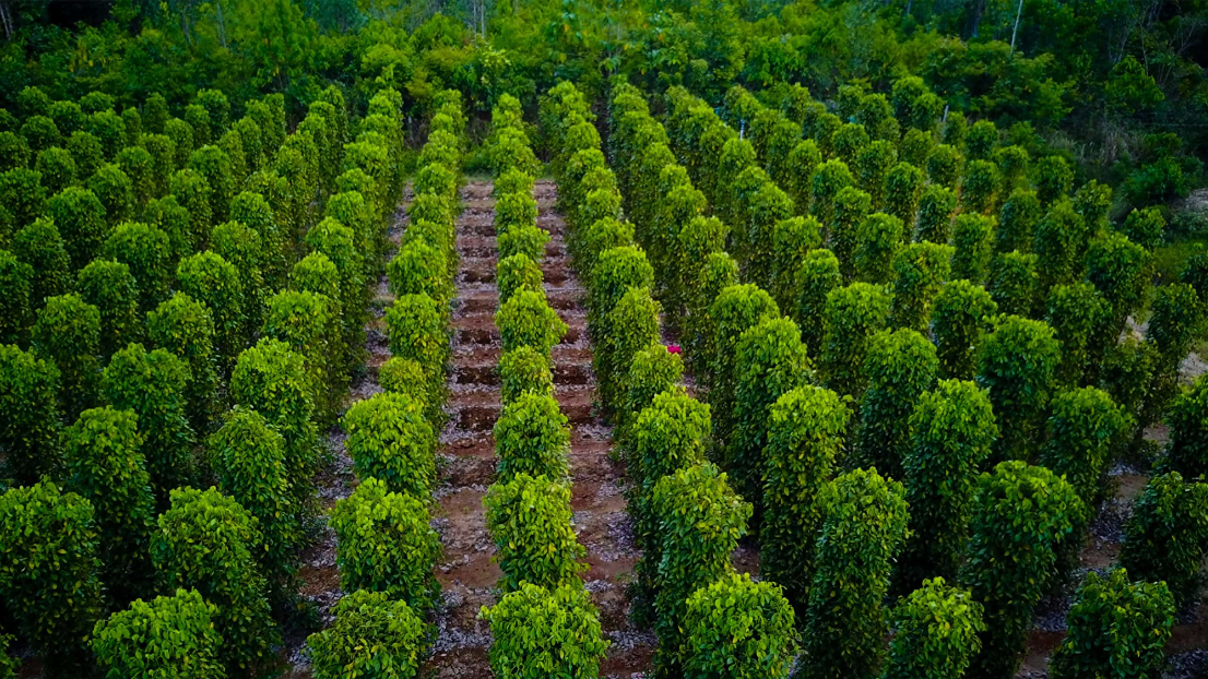 Pepper Farms