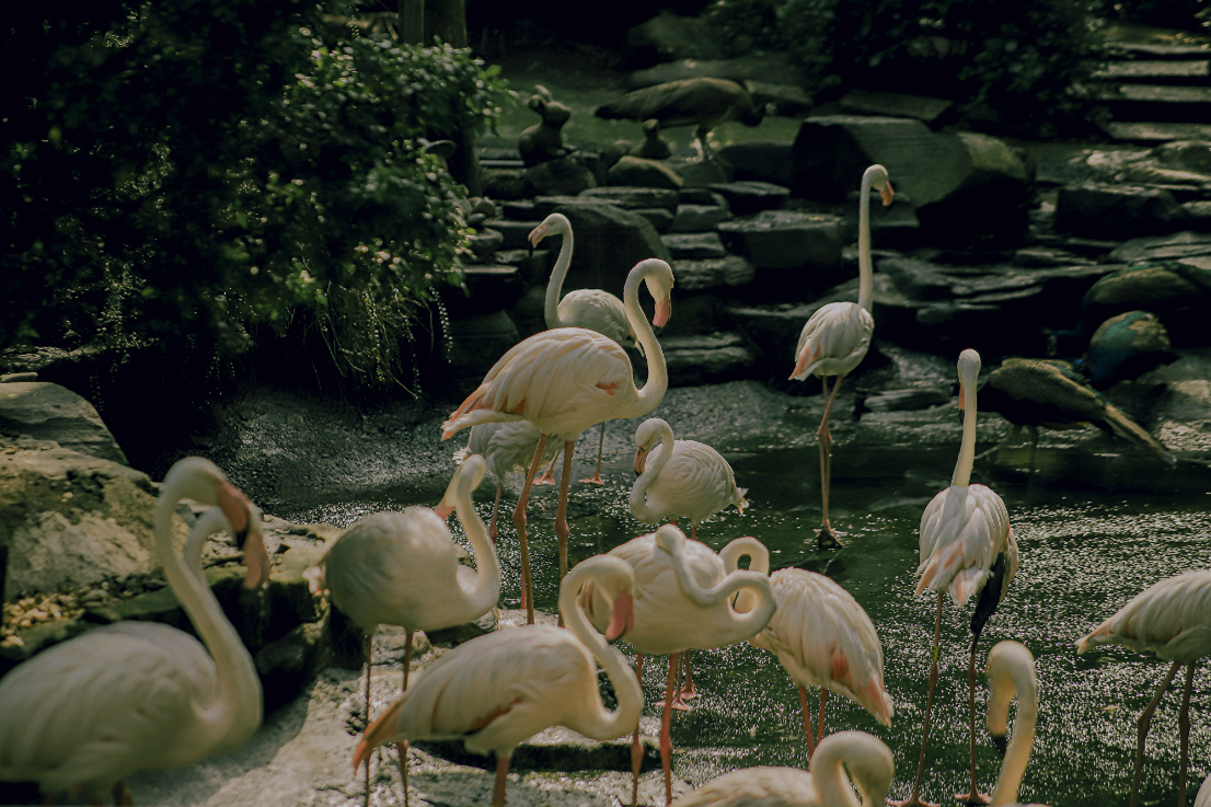 Saigon Zoo and Botanical Gardens